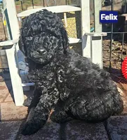 Felix Moyen, a male Poodle - Miniature  for sale in Whitewater, WI – 1 of 9