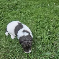  Troy Moyen, a male Poodle - Miniature  for sale in Whitewater, WI – 2 of 9