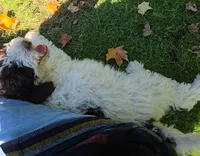 Cookie, potty, leash, recall and behavior training, a female Poodle - Miniature  for sale in Whitewater, WI – 3 of 10