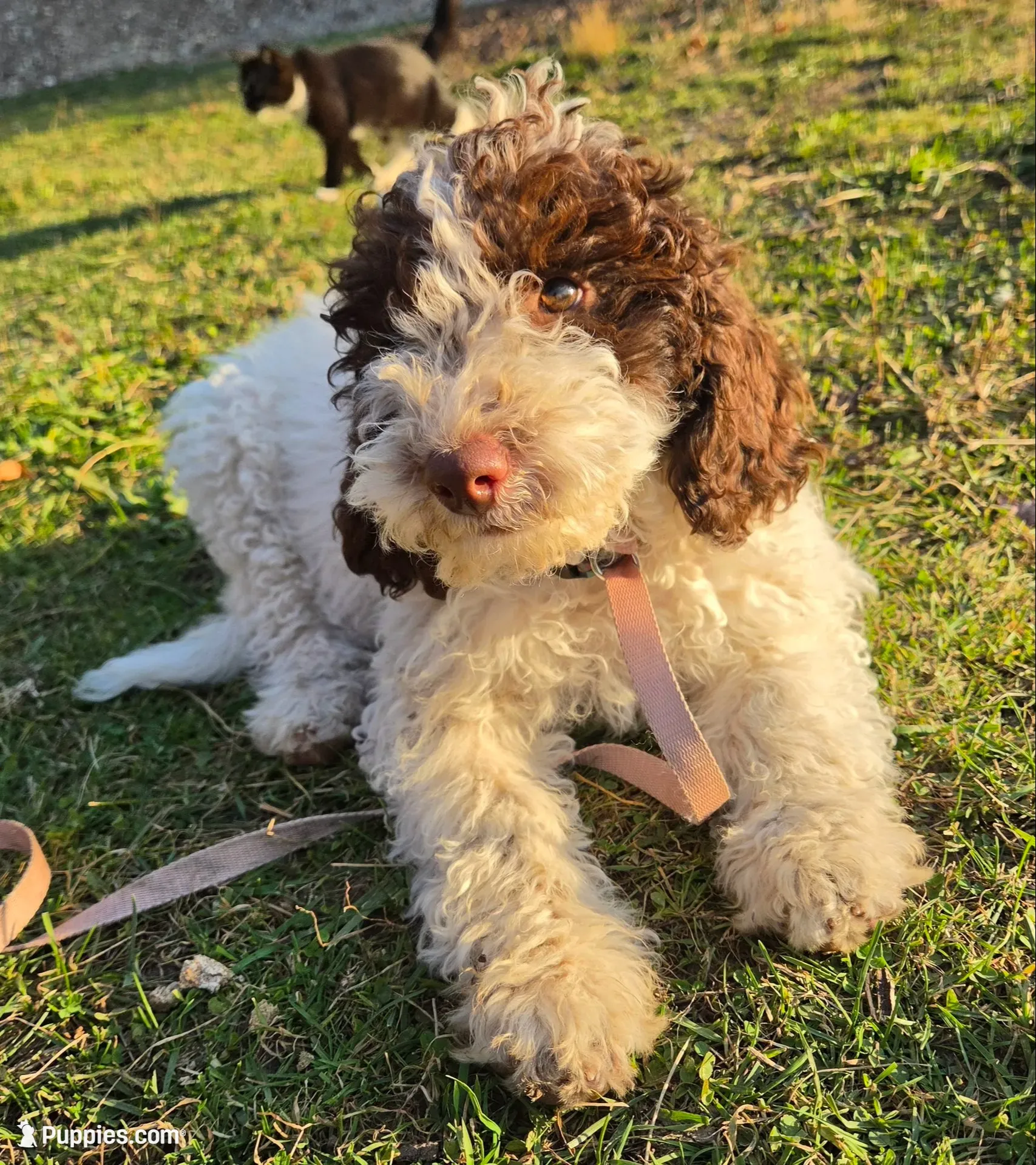 Nora is potty, leash, recall, crate, behavior training, a female Poodle - Miniature  for sale in Whitewater, WI – 8 of 9