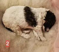 2 Moyen , a female Poodle - Miniature  for sale in Whitewater, WI – 5 of 5