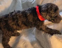 Liam , a male Poodle - Miniature  for sale in Whitewater, WI – 5 of 5