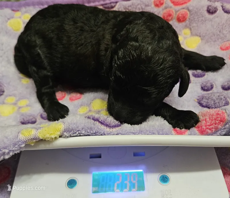 Happy Birthday Mia Moyen – Poodle - Miniature  puppy for sale in Whitewater, WI