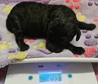 Happy Birthday Mia Moyen, a female Poodle - Miniature  for sale in Whitewater, WI – 1 of 4