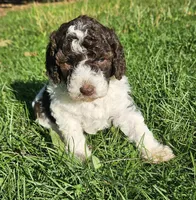 Lilly Moyen, a female Poodle - Miniature  for sale in Whitewater, WI – 4 of 10