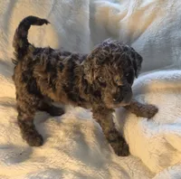 Liam , a male Poodle - Miniature  for sale in Whitewater, WI – 2 of 5