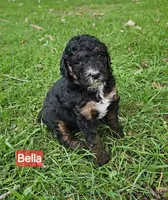 Bella, Moyen, a female Poodle - Miniature  for sale in Whitewater, WI – 2 of 8