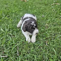Kelly Moyen, a female Poodle - Miniature  for sale in Whitewater, WI – 5 of 9