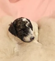 2 Moyen , a female Poodle - Miniature  for sale in Whitewater, WI – 2 of 5