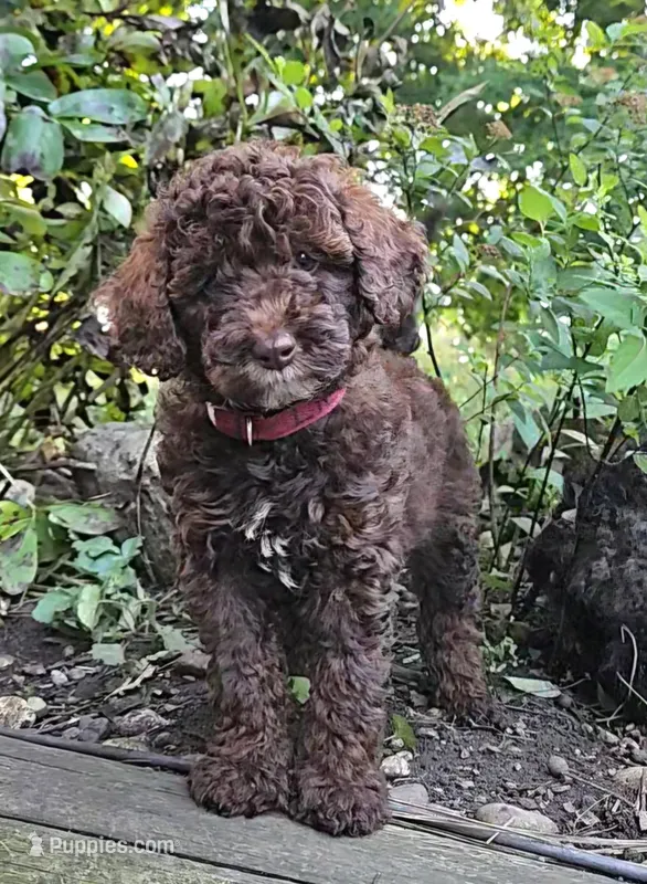 Lilly, Moyen – Poodle - Miniature  puppy for sale in Whitewater, WI