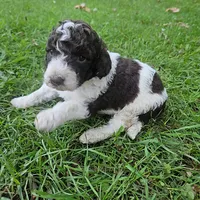 Kelly Moyen, a female Poodle - Miniature  for sale in Whitewater, WI – 2 of 9