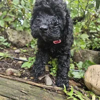 Ebony, a female Poodle - Miniature  for sale in Whitewater, WI – 1 of 2