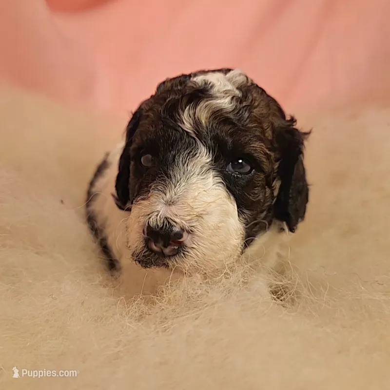 2 Cookie Moyen – Poodle - Miniature  puppy for sale in Whitewater, WI
