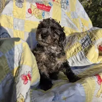 Robin, a male Poodle - Miniature  for sale in Whitewater, WI – 2 of 4