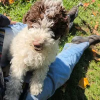 Nora is potty, leash, recall, crate, behavior training, a female Poodle - Miniature  for sale in Whitewater, WI – 6 of 9