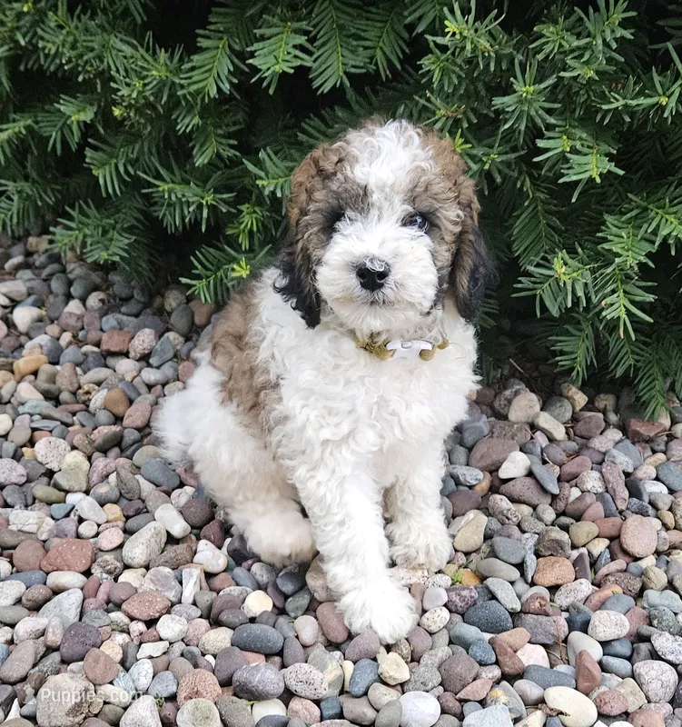 April Miniature – Poodle - Miniature  puppy for sale in Whitewater, WI