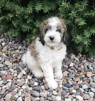 April is Potty, leash, recall and behavior training, a female Poodle - Miniature  for sale in Whitewater, WI – 1 of 10