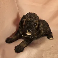 4 Spice, a female Poodle - Miniature  for sale in Whitewater, WI – 2 of 7