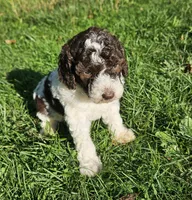 Lilly Moyen, a female Poodle - Miniature  for sale in Whitewater, WI – 2 of 10