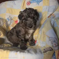 Chase , a male Poodle - Miniature  for sale in Whitewater, WI – 2 of 4