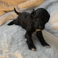 Baby, a female Poodle - Miniature  for sale in Whitewater, WI – 5 of 6