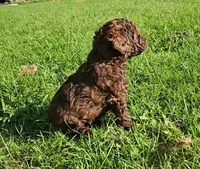 Leo, Moyen, a female Poodle - Miniature  for sale in Whitewater, WI – 2 of 3