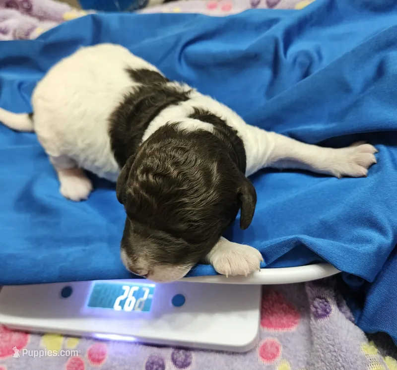 Happy Birthday Troy – Poodle - Miniature  puppy for sale in Whitewater, WI