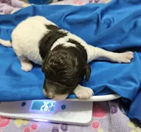 Happy Birthday Troy, a male Poodle - Miniature  for sale in Whitewater, WI – 1 of 5