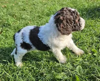 Lilly Moyen, a female Poodle - Miniature  for sale in Whitewater, WI – 5 of 10