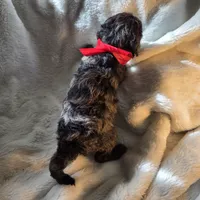 Liam , a male Poodle - Miniature  for sale in Whitewater, WI – 3 of 5