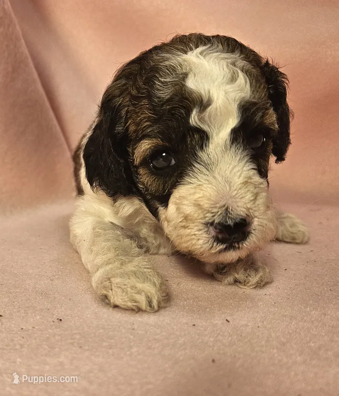 3 Mini  – Poodle - Miniature  puppy for sale in Whitewater, WI