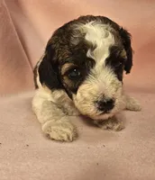 3 Mini , a female Poodle - Miniature  for sale in Whitewater, WI – 1 of 5