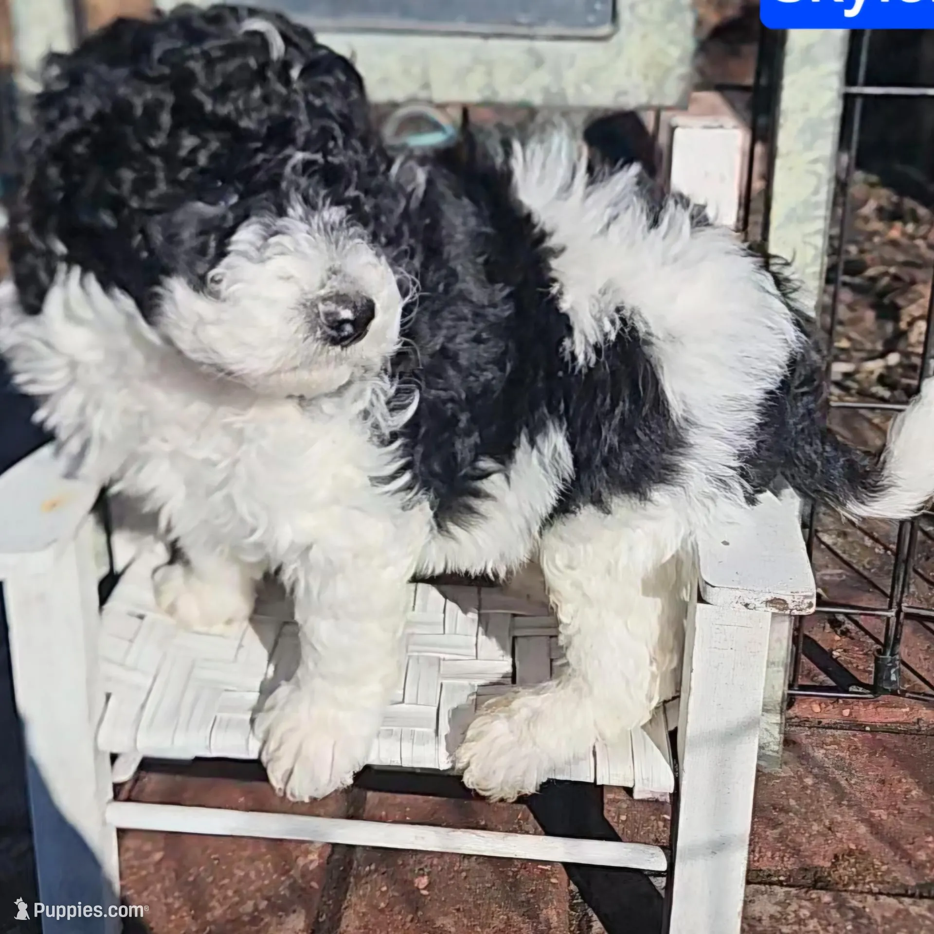 Kate, Moyen, a female Poodle - Miniature  for sale in Whitewater, WI – Photo 2 of 9