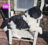 Kate, Moyen, a female Poodle - Miniature  for sale in Whitewater, WI – Photo 4 of 9