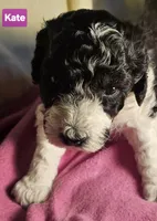 Kate, Moyen, a female Poodle - Miniature  for sale in Whitewater, WI – Photo 6 of 9