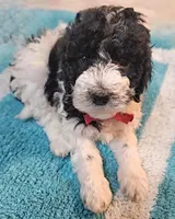 Kate, Moyen, a female Poodle - Miniature  for sale in Whitewater, WI – Photo 5 of 9