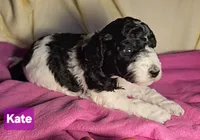 Kate, Moyen, a female Poodle - Miniature  for sale in Whitewater, WI – Photo 7 of 9