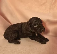  Ivy Moyen, a female Poodle - Miniature  for sale in Whitewater, WI – 3 of 7