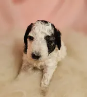 1 , a female Poodle - Miniature  for sale in Whitewater, WI – 2 of 6