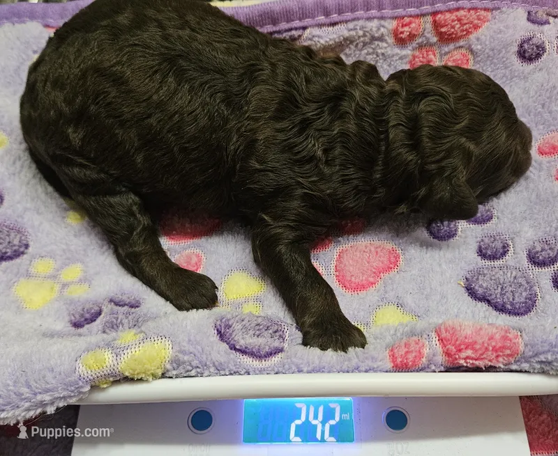 Happy Birthday Ivy Moyen – Poodle - Miniature  puppy for sale in Whitewater, WI