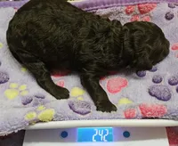 Happy Birthday Ivy Moyen, a female Poodle - Miniature  for sale in Whitewater, WI – 1 of 3