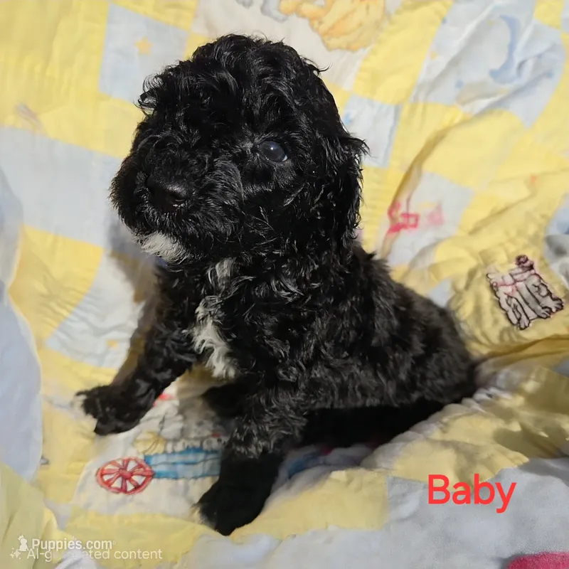 Baby – Poodle - Miniature  puppy for sale in Whitewater, WI