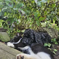 Ebony, a female Poodle - Miniature  for sale in Whitewater, WI – 2 of 2