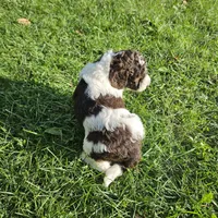 Lilly Moyen, a female Poodle - Miniature  for sale in Whitewater, WI – 10 of 10
