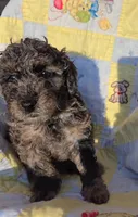 Robin, a male Poodle - Miniature  for sale in Whitewater, WI – 3 of 4
