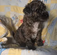 Chase , a male Poodle - Miniature  for sale in Whitewater, WI – 4 of 4