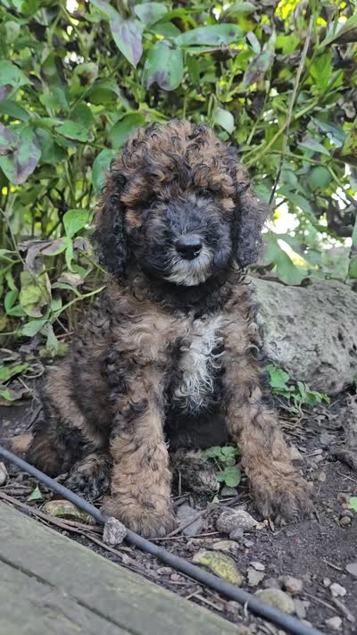 Carie Miniature , a female Poodle - Miniature  for sale in Whitewater, WI – 4 of 9