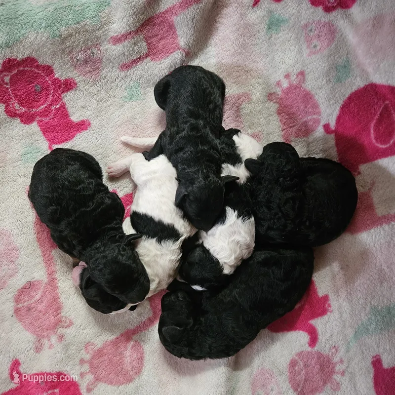 Happy Birthday – Poodle - Miniature  puppy for sale in Whitewater, WI