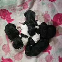Happy Birthday, a female Poodle - Miniature  for sale in Whitewater, WI – 1 of 4