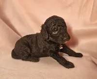  Ivy Moyen, a female Poodle - Miniature  for sale in Whitewater, WI – 2 of 7